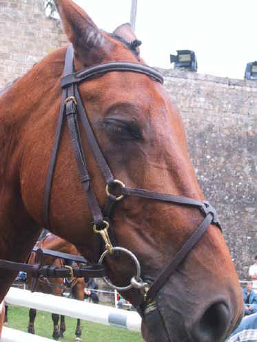 Cheval 02.jpg (53747 octets)